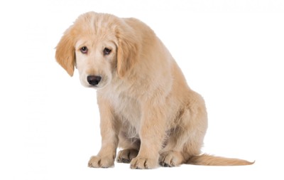 座って悲しげな表情でうなだれている子犬