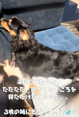 一緒に戯れる犬