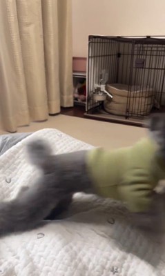 ハウスを失敗するさくらちゃん4