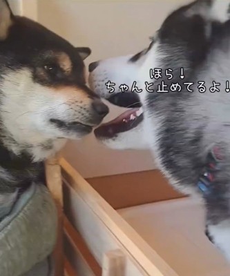アピールするごま君