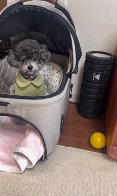ハウスを失敗するさくらちゃん7