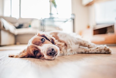 目を開けたまま横になる犬