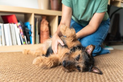 マッサージされている犬