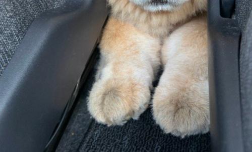 後部座席にいた犬が…