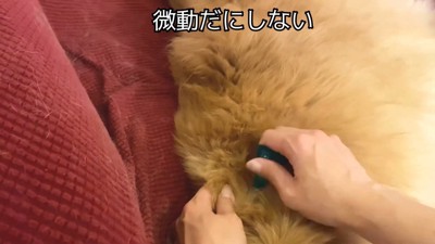 薬を垂らしても全く気にしません♪