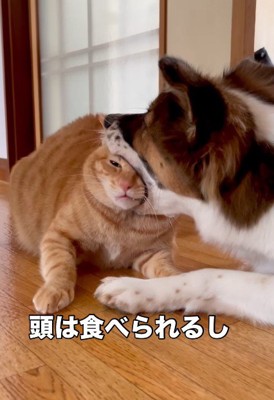 ターコロちゃんは元野良猫