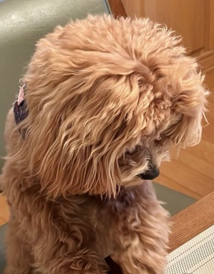 下を向いている犬