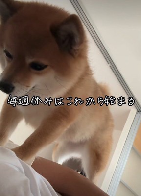 愛犬のあずきちゃん♡