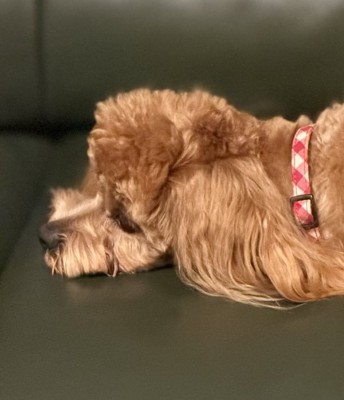 ソファにあごをつける犬