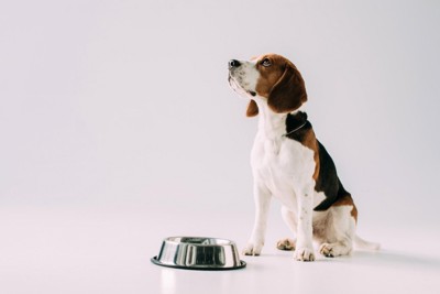 食器の隣に座っている犬