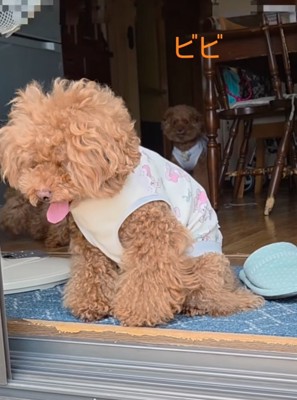 後ろから見守る犬