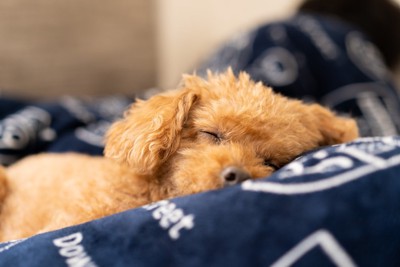 布団の上で眠るトイプードル