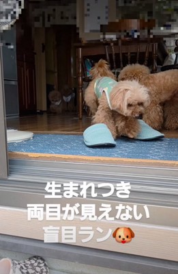 犬たちが暮らす家の様子