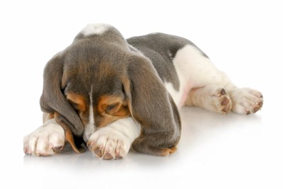 眠そうな子犬