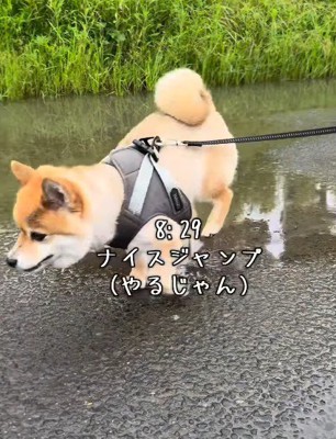 パワフルなあずきちゃんでした