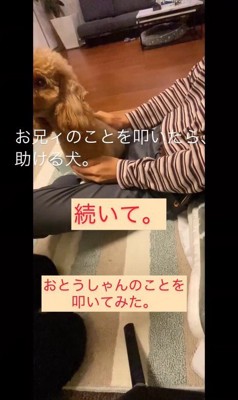 家族を叩くフリをした時のカブ子ちゃん6