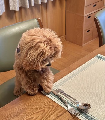 テーブルに前足を添える犬