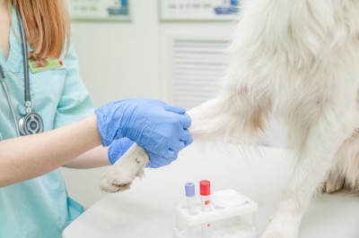 犬の採血のイメージ