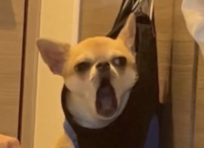 嫌そうな顔の小型犬