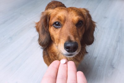 犬の口元に薬を差し出す飼い主の手