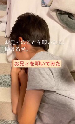 家族を叩くフリをした時のカブ子ちゃん