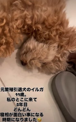 幸せいっぱいのイルガちゃんでした！
