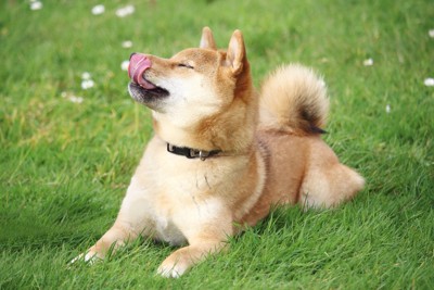 日光浴、柴犬