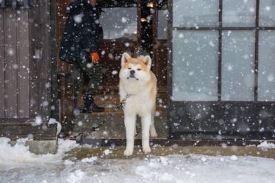 古民家に住む秋田犬