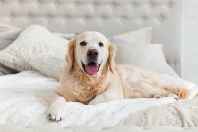 ベッドの上で笑顔の大型犬