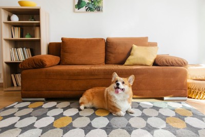 ソファの前に座る犬
