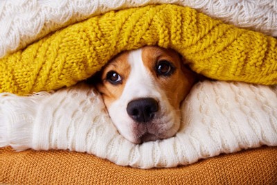 毛布に包まる犬