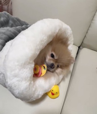 布団に入る犬