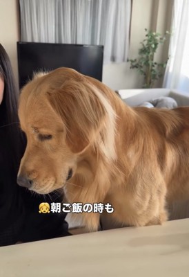 女の子のそばに座る犬