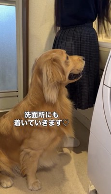洗面所でお座りする犬