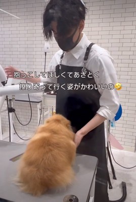 ゆっくり移動する犬