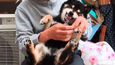 噛みつく素振りを見せて抵抗！