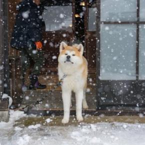 犬は『寒さ』に強いって本当?実は苦手に感じている?快適に過ごすための温度管理のコツまで