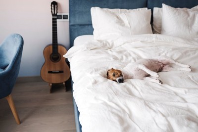 ベッドで眠る犬