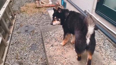 「もうっ、ついてこないでよ」