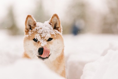 雪に埋もれた柴犬