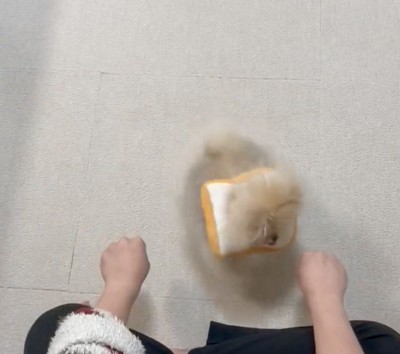 右手に向かう犬