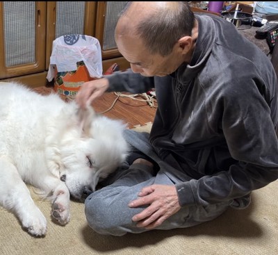 耳を触られる犬