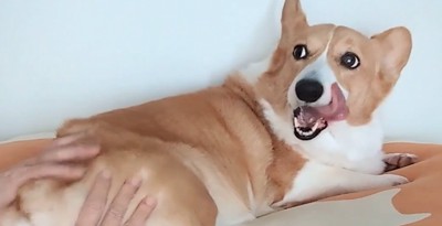 飼い主を見つめる中型犬