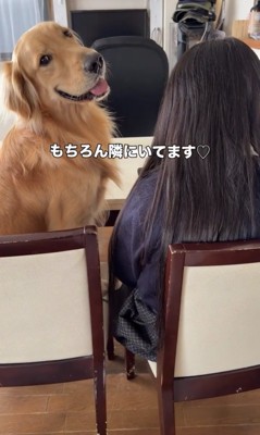椅子に並んで座る犬と女の子
