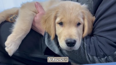 子犬のころから甘えん坊
