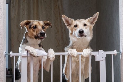 ゲートに手をかける犬