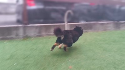 「捕まってたまるか！」とダッシュ