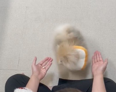 おやつの入った左手を見る犬