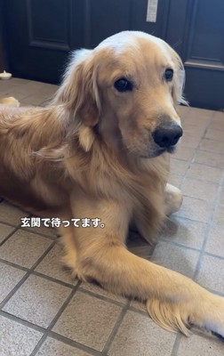 玄関で伏せる犬
