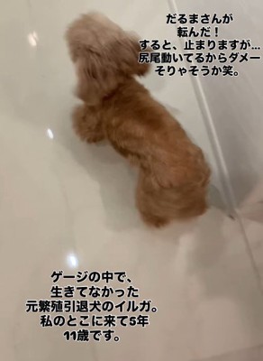 だるまさんがころんだ！